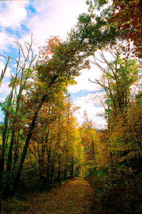 Autumn Road