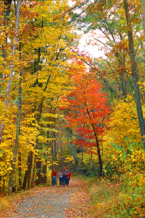 Colors of the Fall