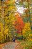 Click on thumbnail to view a full-size image