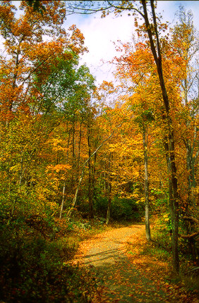 Autumn Road