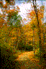 Click on thumbnail to view a full-size image