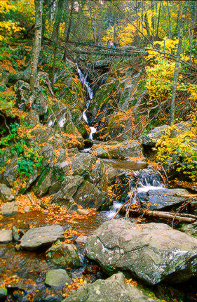 Little Stream in the forest