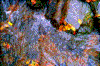 Click on thumbnail to view a full-size image