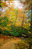 Click on thumbnail to view a full-size image