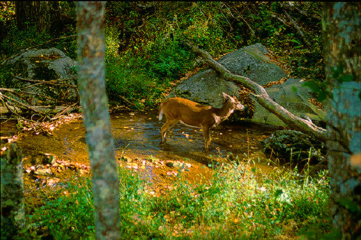 Deer
