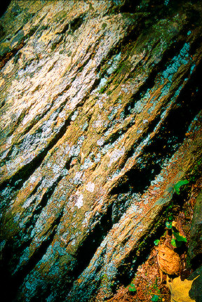 Bark pattern