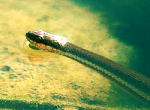 Snake