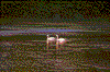 Click on thumbnail to view a full-size image