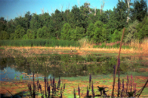 Swamp (Goose nest), Lower Huron