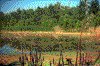 Click on thumbnail to view a full-size image