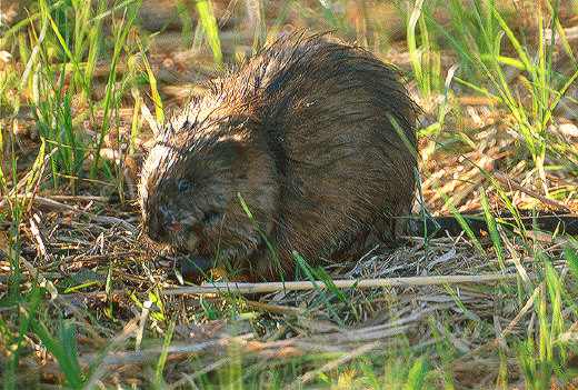 Musk rat, Metro Beach Metropark