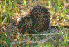 Click on thumbnail to view a full-size image
