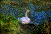 Click on thumbnail to view a full-size image