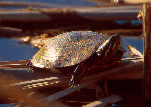 Eastern Redbelly Turtle, Metro Beach Metropark