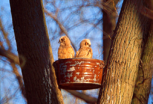 Great Horned Owlets in the nest, Metro Beach Metropark