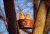 Click on thumbnail to view a full-size image