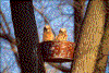 Click on thumbnail to view a full-size image
