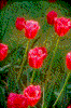 Click on thumbnail to view a full-size image