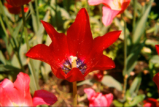 Tulips, Holland, MI