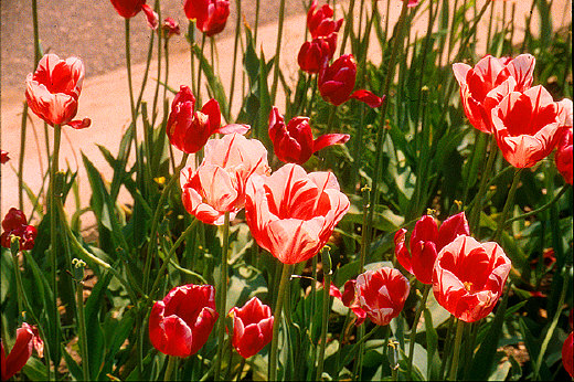 Tulips, Holland, MI