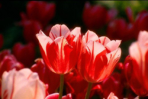 Tulips, Holland, MI