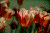 Click on thumbnail to view a full-size image