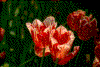 Click on thumbnail to view a full-size image