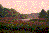 Click on thumbnail to view a full-size image