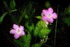 Click on thumbnail to view a full-size image