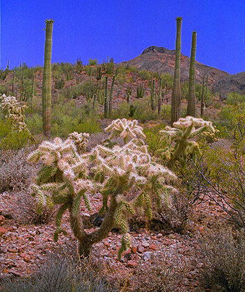 Sonoran Desert landscape
