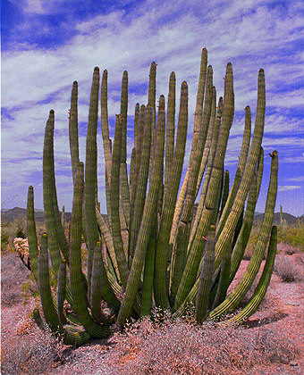 Organ Pipe Cactus Tree