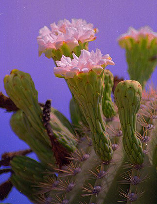 Organ Pipe Cactus Flowers