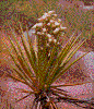 Click on thumbnail to view a full-size image