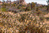 Click on thumbnail to view a full-size image