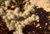 Click on thumbnail to view a full-size image