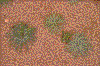 Click on thumbnail to view a full-size image