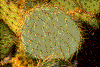 Click on thumbnail to view a full-size image