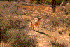 Click on thumbnail to view a full-size image