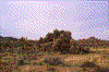 Click on thumbnail to view a full-size image