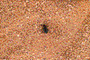 Click on thumbnail to view a full-size image