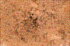 Click on thumbnail to view a full-size image