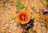 Click on thumbnail to view a full-size image