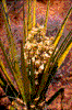 Click on thumbnail to view a full-size image