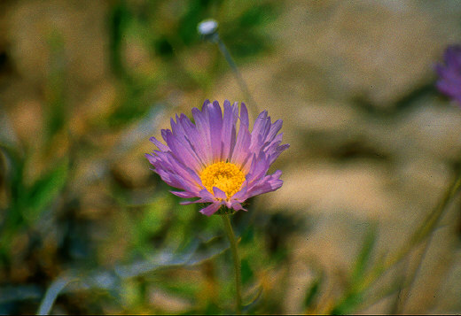Mojave Aster