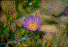 Click on thumbnail to view a full-size image