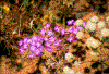 Click on thumbnail to view a full-size image