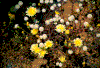 Click on thumbnail to view a full-size image