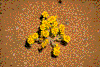 Click on thumbnail to view a full-size image