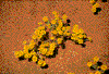 Click on thumbnail to view a full-size image