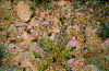 Click on thumbnail to view a full-size image